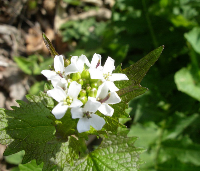 Alliaria petiolata