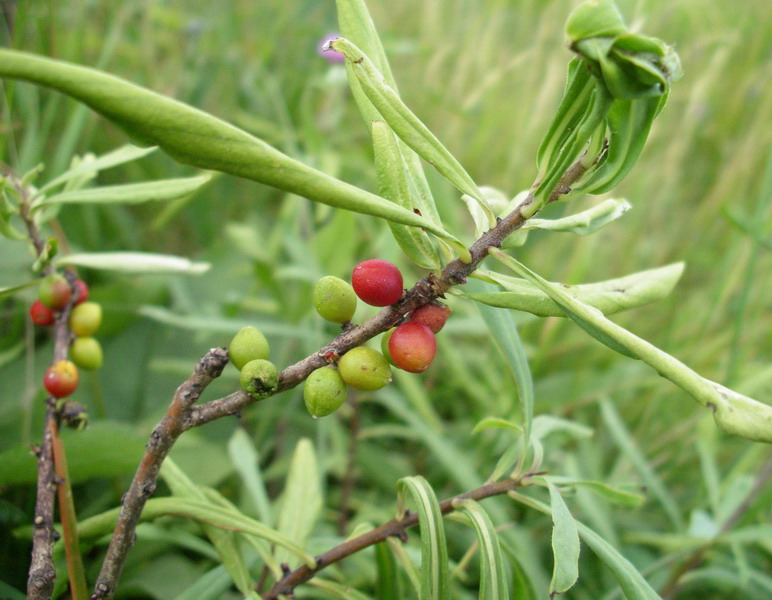 piantina a frutti rossi - Daphne mezereum