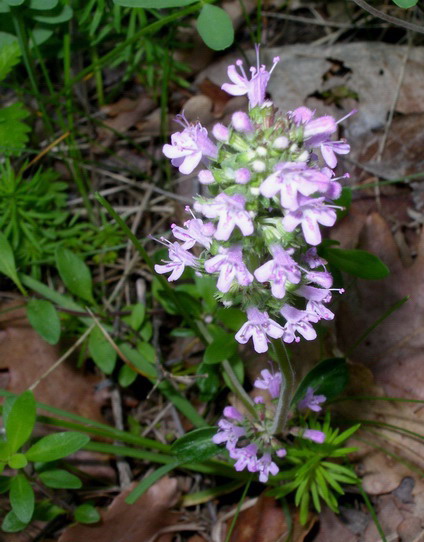 Piantina a fiori violacei - Thymus sp.