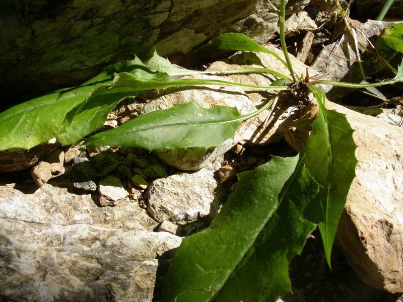 Determinazione piantina a fiori gialli - Hieracium sp.