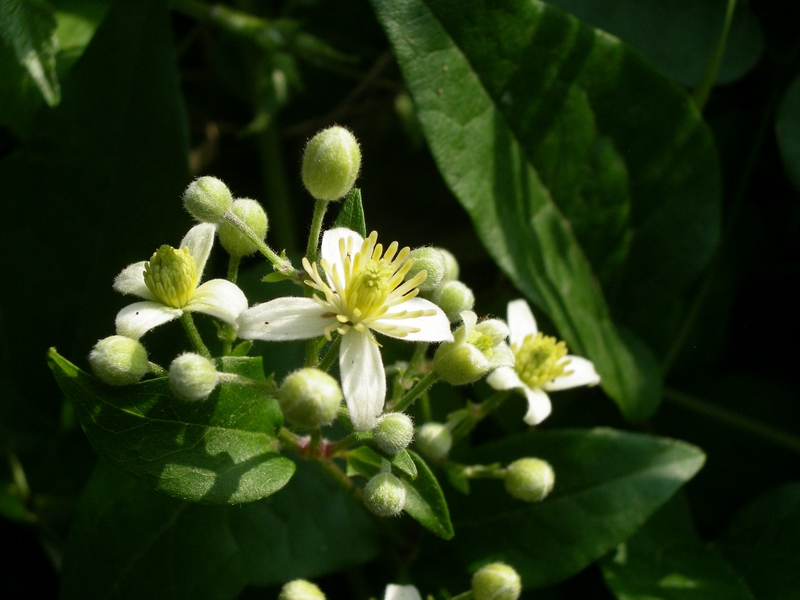 Clematis vitalba