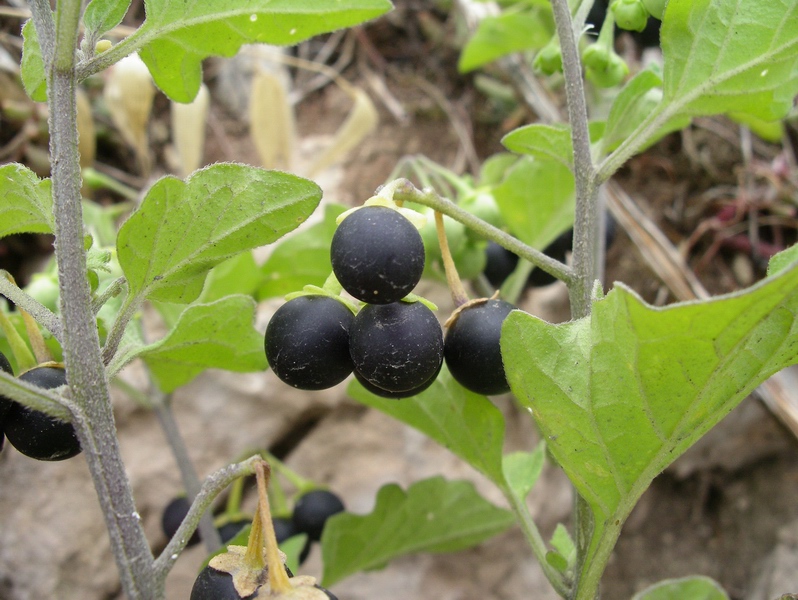 Solanum nigrum