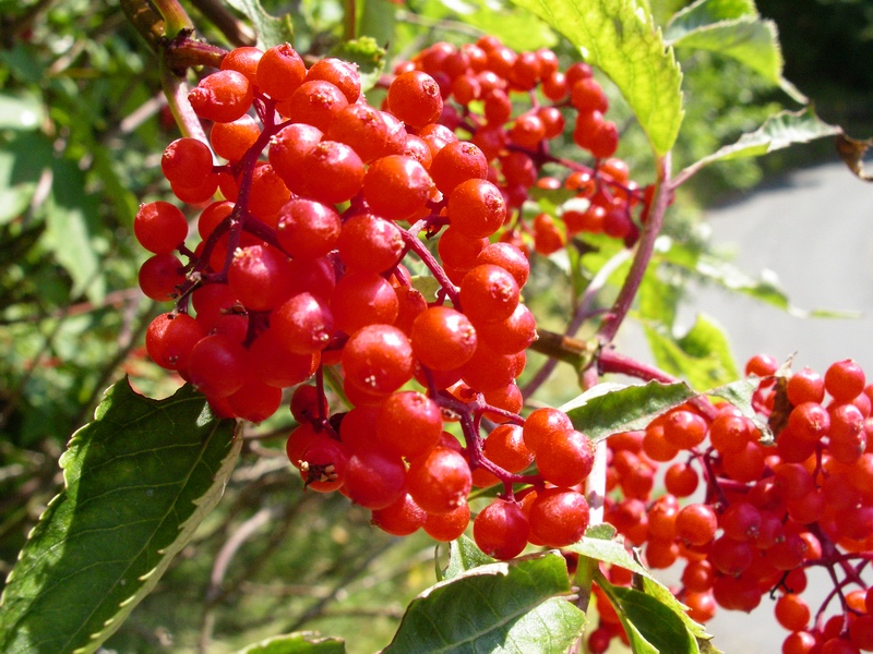 Arbusto a bacche rosse - Sambucus racemosa