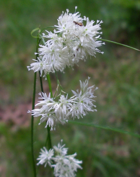 Luzula nivea / Erba lucciola maggiore