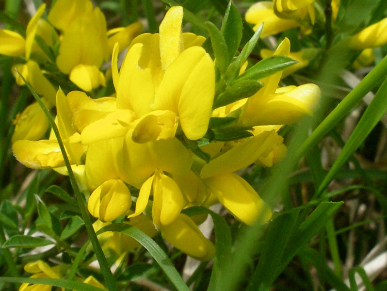 Genista pilosa / Ginestra tubercolosa