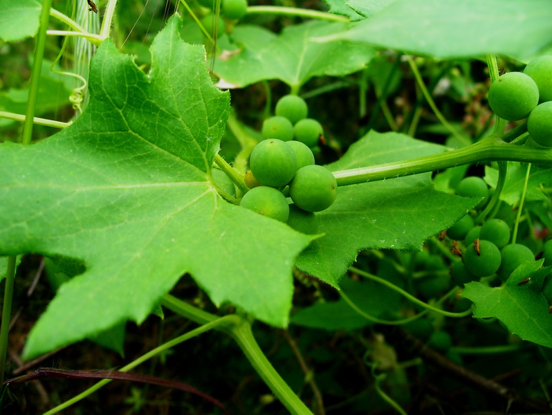 Bryonia sp.