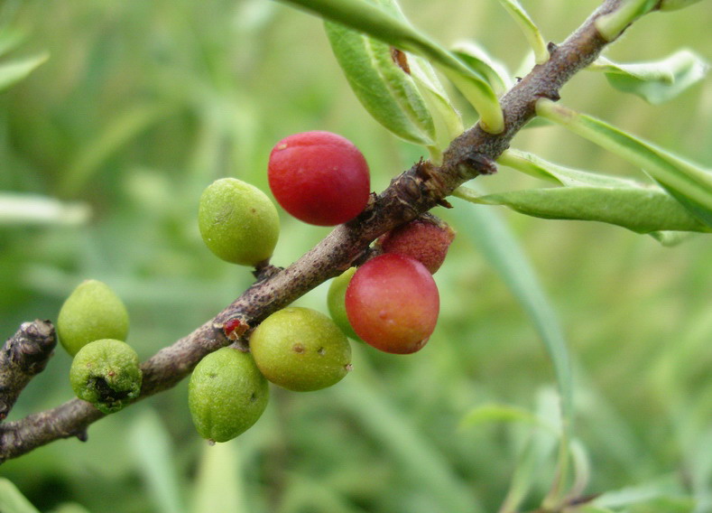 piantina a frutti rossi - Daphne mezereum
