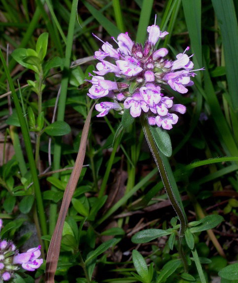 Piantina a fiori violacei - Thymus sp.