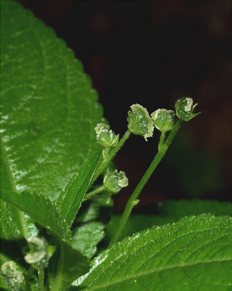 Mercurialis perennis / Mercorella bastarda