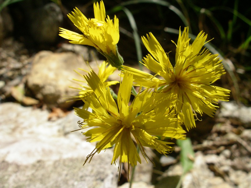 Determinazione piantina a fiori gialli - Hieracium sp.