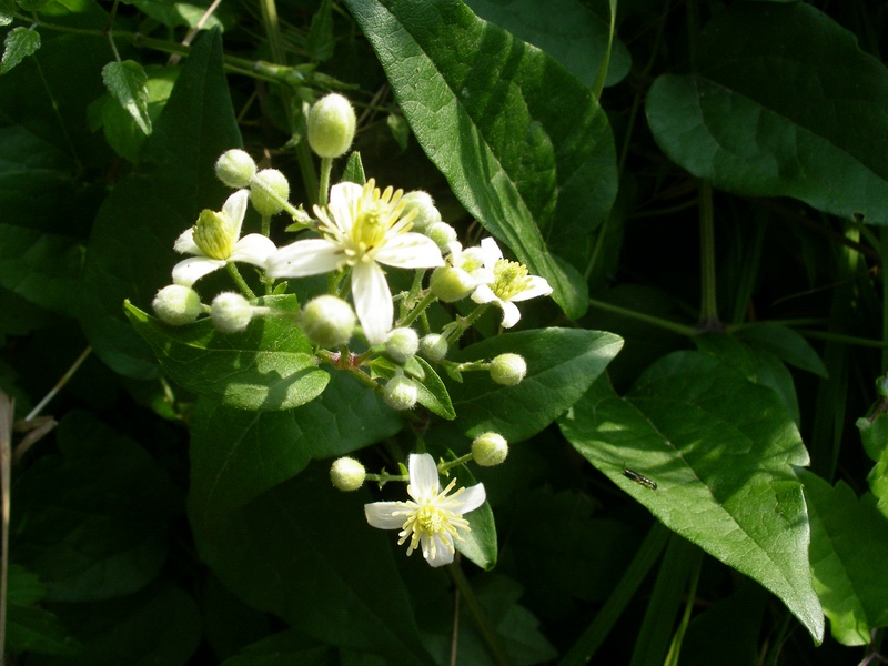Clematis vitalba