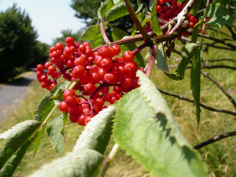 Arbusto a bacche rosse - Sambucus racemosa