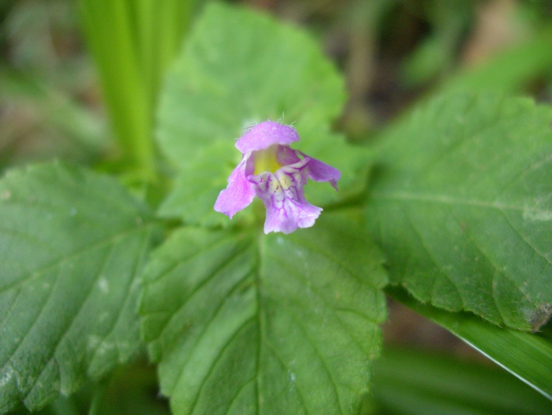 piantina con fiorellino violaceo - Galeopsis sp.