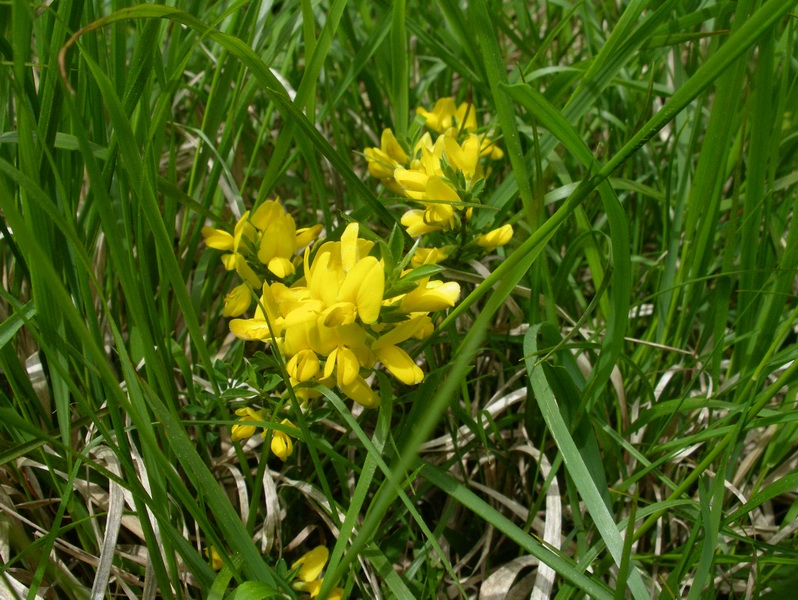 Genista pilosa / Ginestra tubercolosa