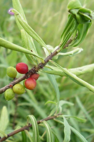 piantina a frutti rossi - Daphne mezereum