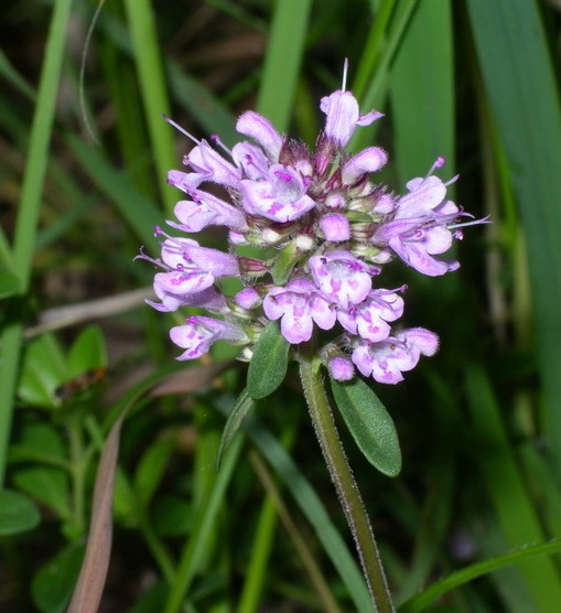 Piantina a fiori violacei - Thymus sp.