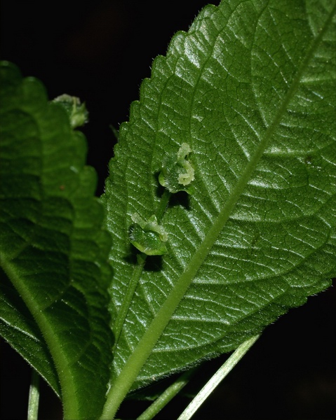 Mercurialis perennis / Mercorella bastarda