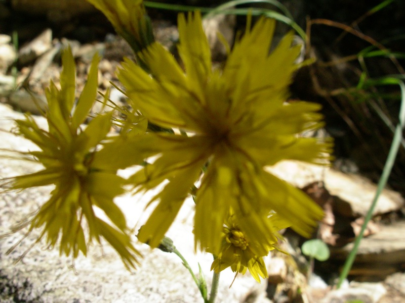 Determinazione piantina a fiori gialli - Hieracium sp.