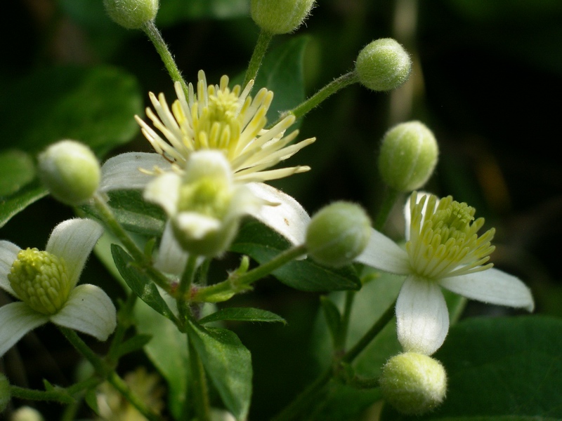 Clematis vitalba