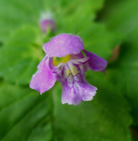 piantina con fiorellino violaceo - Galeopsis sp.