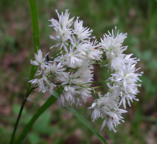 Luzula nivea / Erba lucciola maggiore
