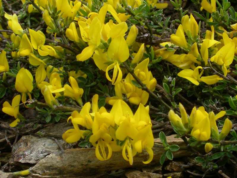 Genista pilosa / Ginestra tubercolosa