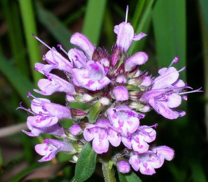 Piantina a fiori violacei - Thymus sp.