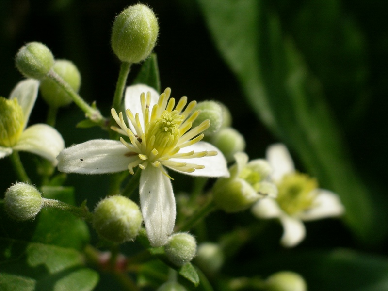 Clematis vitalba