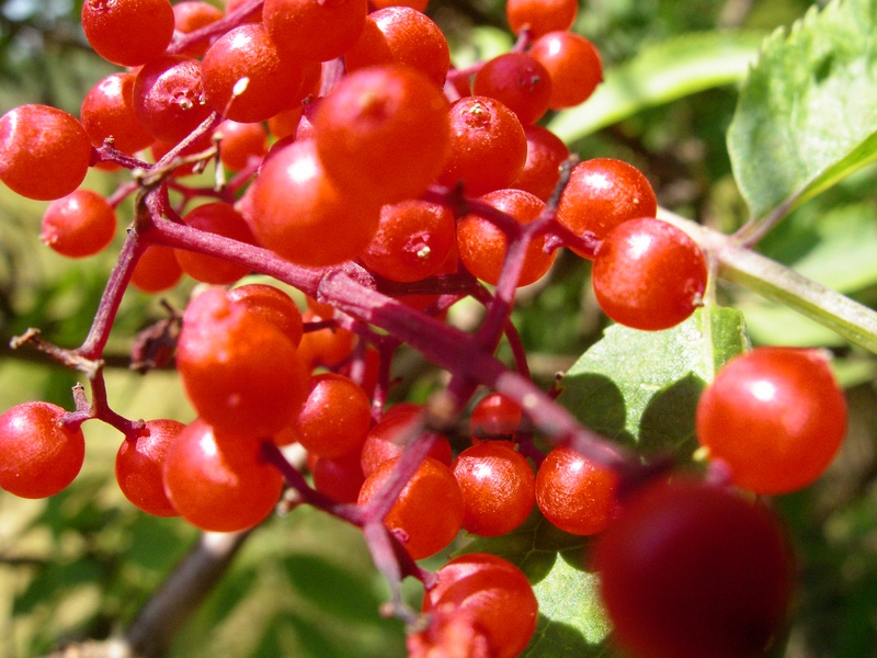 Arbusto a bacche rosse - Sambucus racemosa