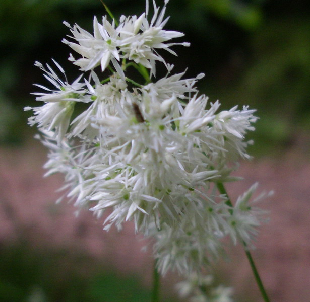 Luzula nivea / Erba lucciola maggiore