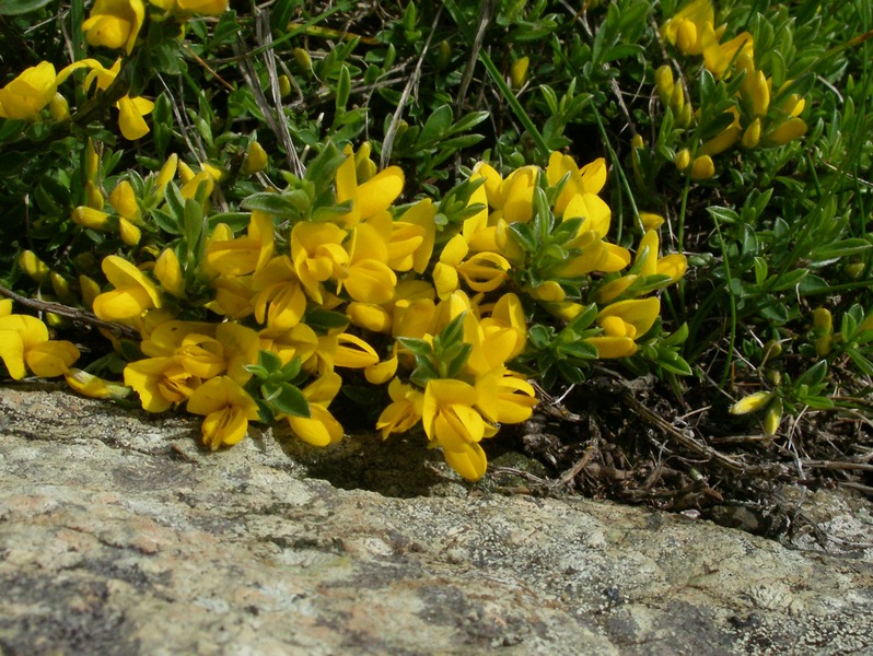 Genista pilosa / Ginestra tubercolosa