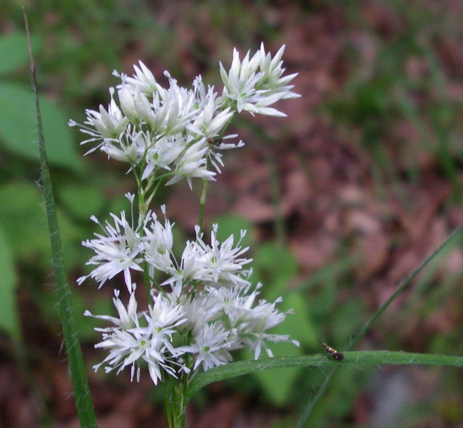 Luzula nivea / Erba lucciola maggiore