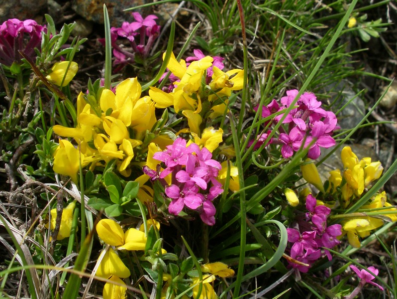 Genista pilosa / Ginestra tubercolosa