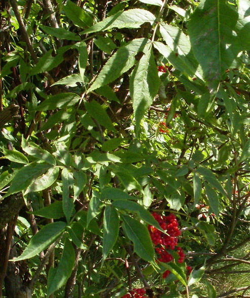 Arbusto a bacche rosse - Sambucus racemosa