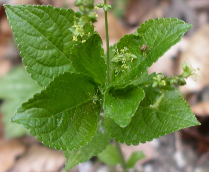 Mercurialis perennis / Mercorella bastarda