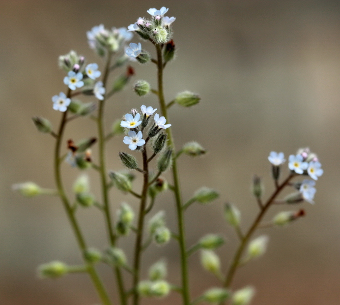 Determinazione piantina a fiori celesti -Myosotis sp.