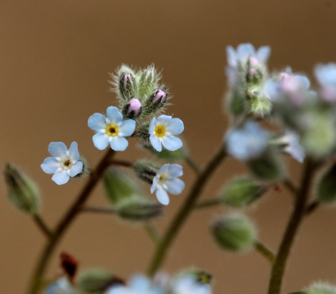 Determinazione piantina a fiori celesti -Myosotis sp.