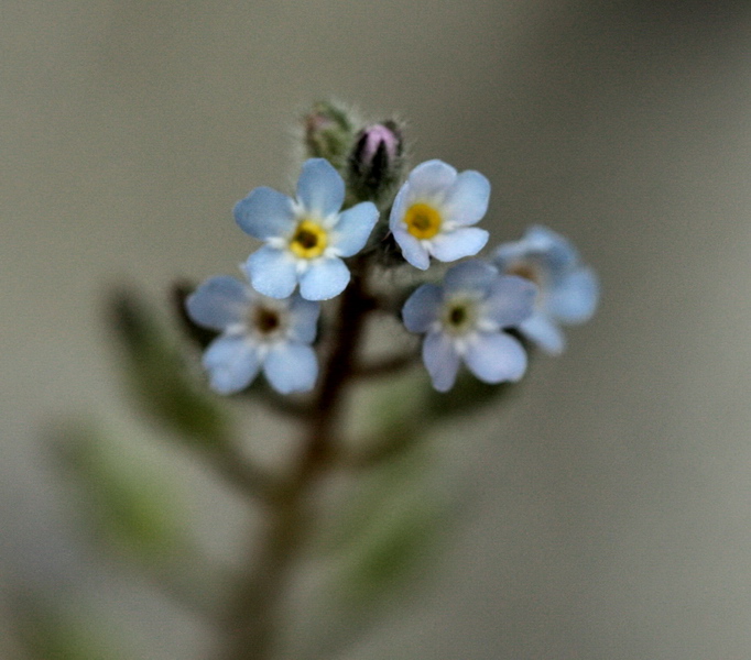 Determinazione piantina a fiori celesti -Myosotis sp.