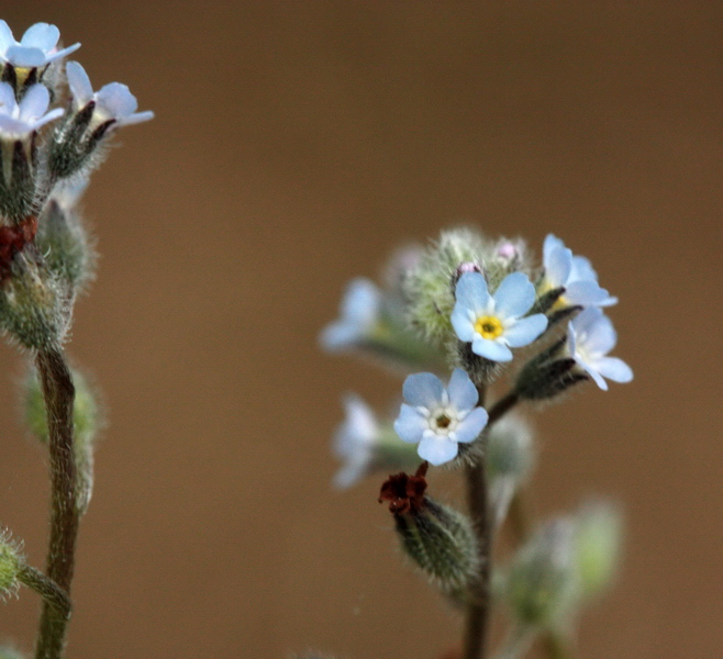 Determinazione piantina a fiori celesti -Myosotis sp.