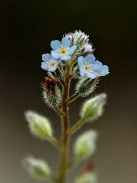 Determinazione piantina a fiori celesti -Myosotis sp.