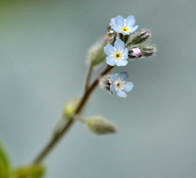Determinazione piantina a fiori celesti -Myosotis sp.