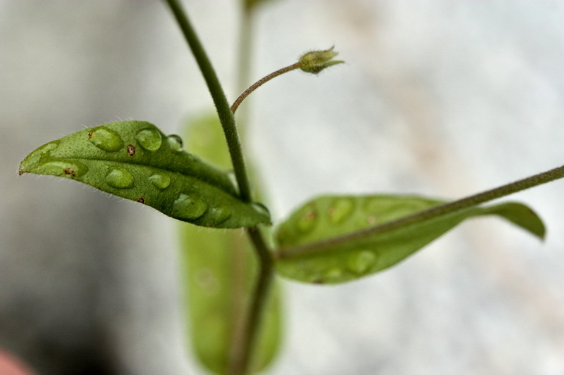 Determinazione piantina a fiori celesti -Myosotis sp.