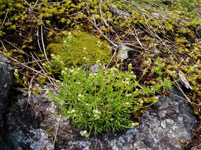 Saxifraga exarata subsp. moschata