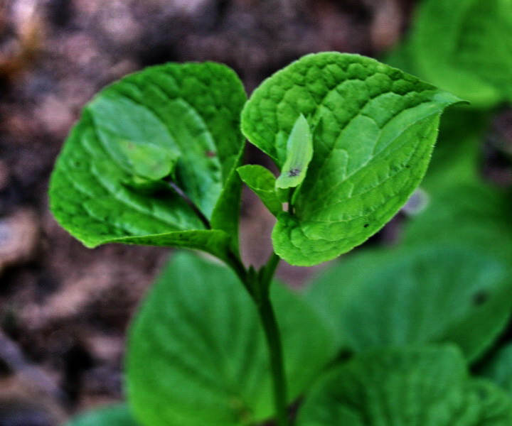Viola mirabilis / Viola mirabile