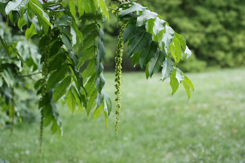 Pterocarya fraxinifolia / Noce del Caucaso