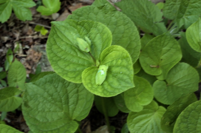 Viola mirabilis / Viola mirabile