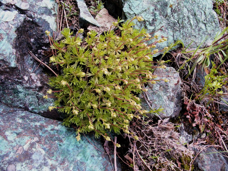 Saxifraga exarata subsp. moschata