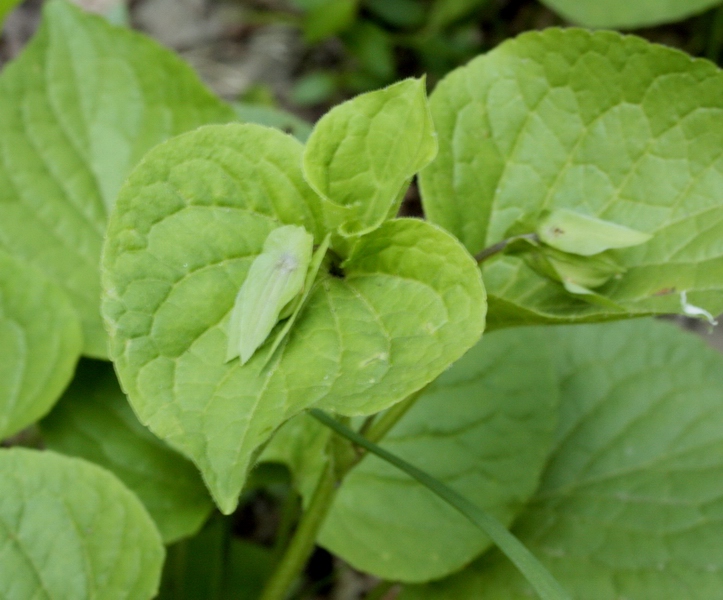 Viola mirabilis / Viola mirabile