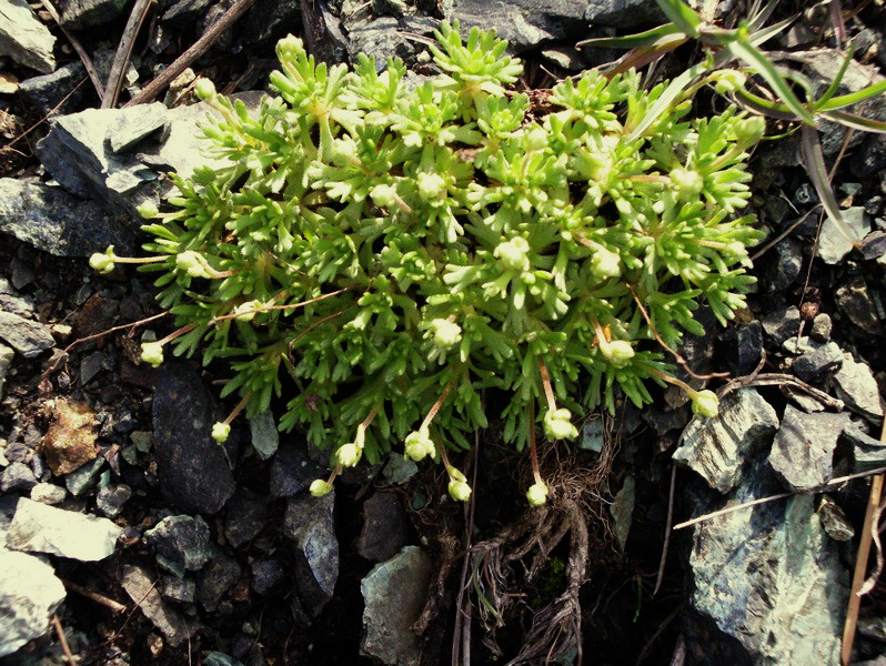 Saxifraga exarata subsp. moschata