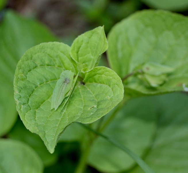 Viola mirabilis / Viola mirabile